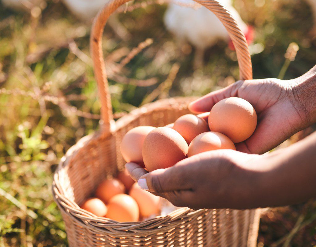 Hands placing fresh eggs into a woven basket outdoors.